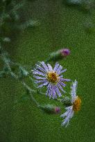 Climbing Aster