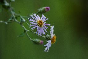 Climbing Aster