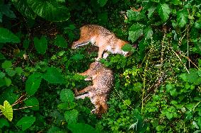 Golden Jackal In India