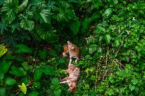 Golden Jackal In India