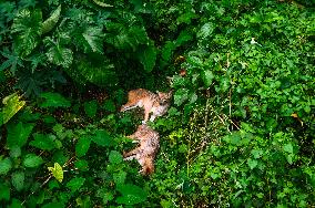 Golden Jackal In India