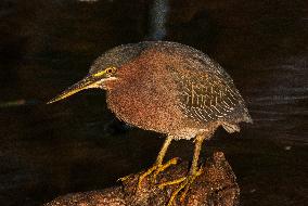 Green Heron