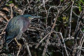 Green Heron