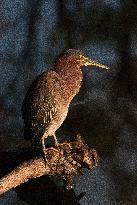 Green Heron