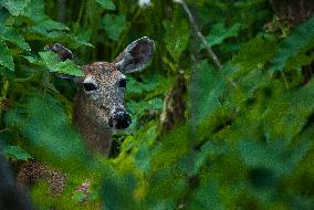 North American Whitetail Deer