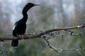 Anhinga