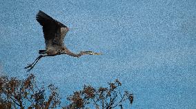 Great Blue Heron