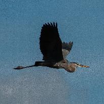 Great Blue Heron