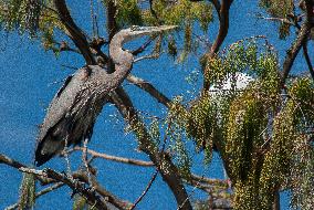 Great Blue Heron