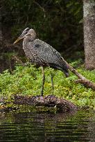 Great Blue Heron