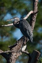 Great Blue Heron