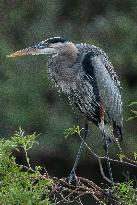 Great Blue Heron