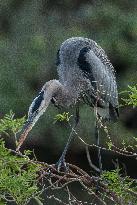 Great Blue Heron