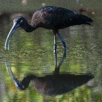 Glossy Ibis