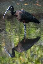 Glossy Ibis