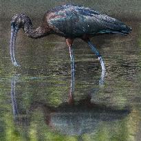 Glossy Ibis