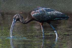 Glossy Ibis