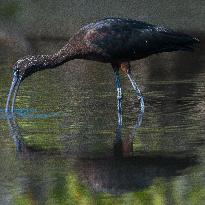 Glossy Ibis