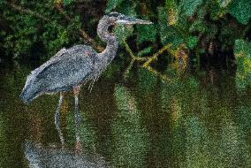 Great Blue Heron