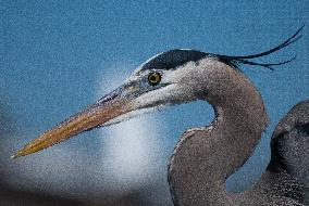 Great Blue Heron