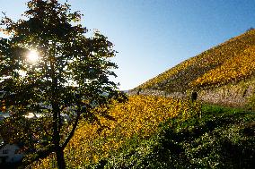 Autumn Winery Field In Leutesdorf