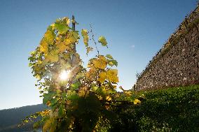 Autumn Winery Field In Leutesdorf