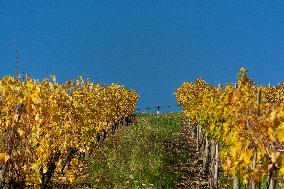 Autumn Winery Field In Leutesdorf