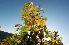 Autumn Winery Field In Leutesdorf