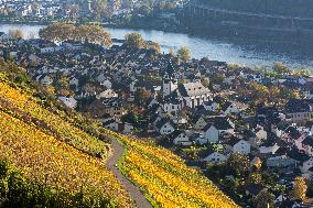 Autumn Winery Field In Leutesdorf