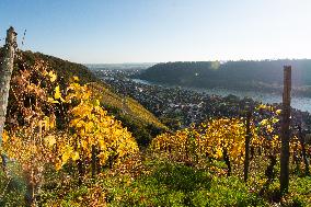 Autumn Winery Field In Leutesdorf