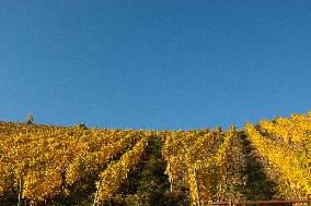 Autumn Winery Field In Leutesdorf