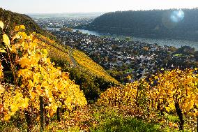 Autumn Winery Field In Leutesdorf