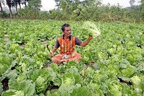 Farmers Work In A Vegetables Field - Dhaka