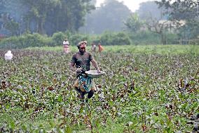 Farmers Work In A Vegetables Field - Dhaka