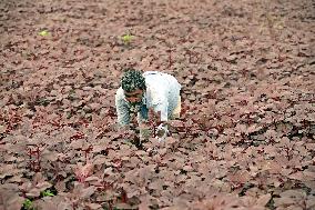 Farmers Work In A Vegetables Field - Dhaka