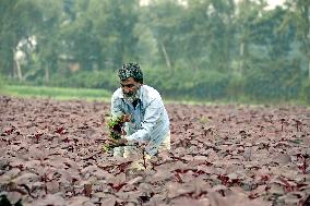 Farmers Work In A Vegetables Field - Dhaka