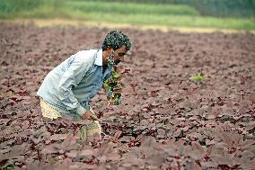 Farmers Work In A Vegetables Field - Dhaka