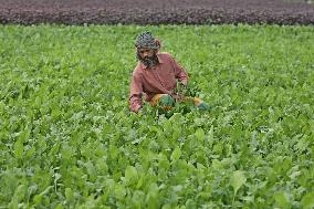 Farmers Work In A Vegetables Field - Dhaka