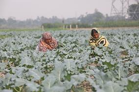 Farmers Work In A Vegetables Field - Dhaka