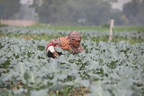 Farmers Work In A Vegetables Field - Dhaka