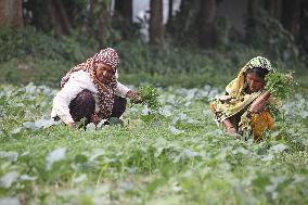 Farmers Work In A Vegetables Field - Dhaka