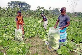 Farmers Work In A Vegetables Field - Dhaka