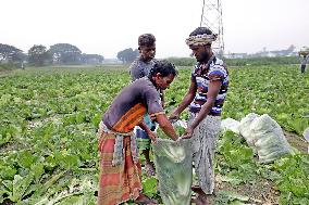 Farmers Work In A Vegetables Field - Dhaka