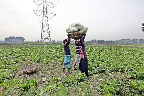 Farmers Work In A Vegetables Field - Dhaka