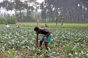 Farmers Work In A Vegetables Field - Dhaka