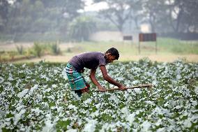 Farmers Work In A Vegetables Field - Dhaka