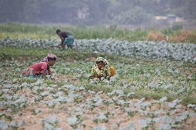 Farmers Work In A Vegetables Field - Dhaka