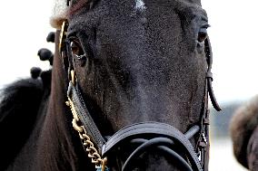 Thoroughbred Horse Racing At Woodbine Racetrack