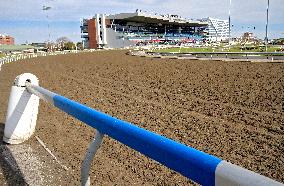 Thoroughbred Horse Racing At Woodbine Racetrack