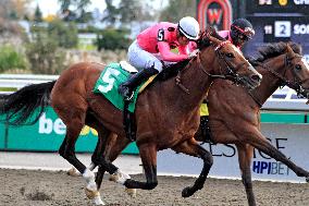 Thoroughbred Horse Racing At Woodbine Racetrack